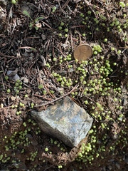 Asterella palmeri