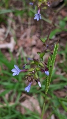 Plumbago caerulea