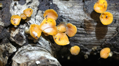 Leotiomycetes