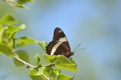 Limenitis arthemis rubrofasciata