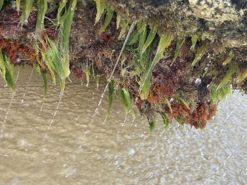 Portieria hornemannii observed 2023-02-08