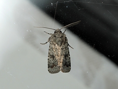 Proteuxoa amaurodes