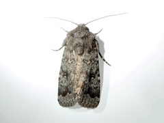 Proteuxoa amaurodes