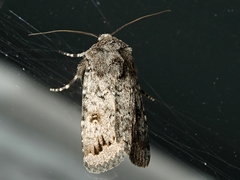 Proteuxoa amaurodes