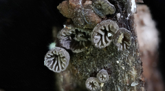 Resupinatus striatulus