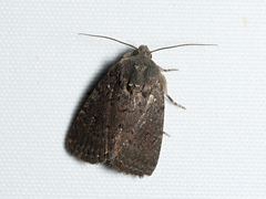 Proteuxoa