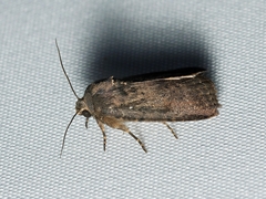 Proteuxoa