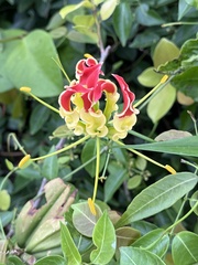 Gloriosa