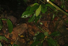 Elatostema