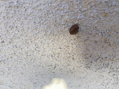 Cornu aspersum