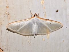 Palpita vitrealis