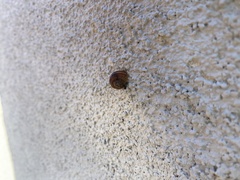 Cornu aspersum