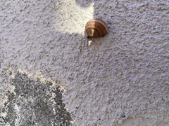 Cornu aspersum