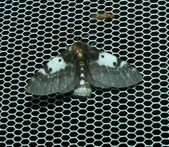 Nataxa flavescens