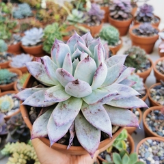 Echeveria colorata