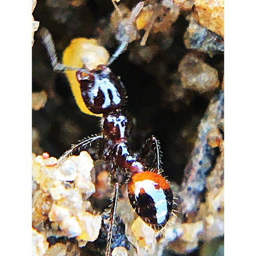 Black Imported Fire Ant photo 5
