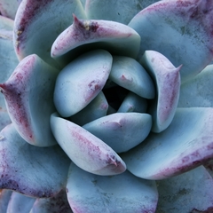 Echeveria colorata