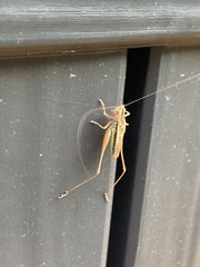 Conocephalus albescens