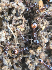 Solenopsis richteri
