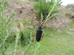 Stenaspis verticalis