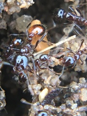 Solenopsis richteri