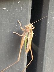 Conocephalus albescens