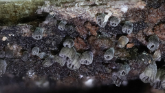 Resupinatus striatulus