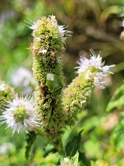Ocirrhoe unimaculata