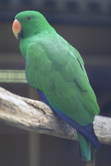 Eclectus roratus vosmaeri