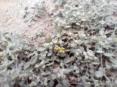 Atriplex buchananii
