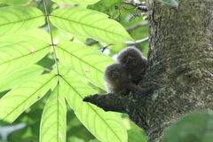 Cebuella pygmaea
