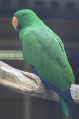 Eclectus roratus vosmaeri