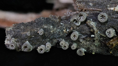 Resupinatus striatulus