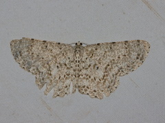 Catoria sublavaria