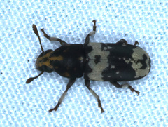Basitropis relicta