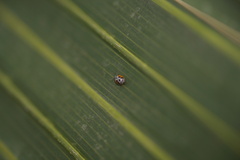 Psyllobora nana