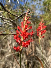 Tritoniopsis triticea