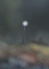 Collaria arcyrionema