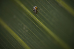 Psyllobora nana