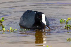 Fulica alai