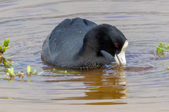 Fulica alai