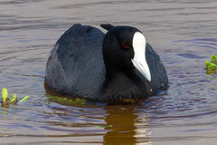 Fulica alai