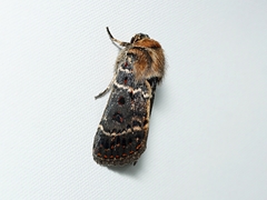 Proteuxoa sanguinipuncta