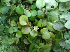 Stellaria parviflora