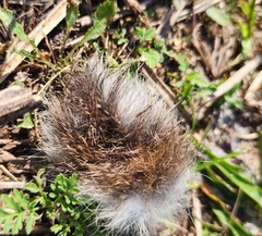 Sylvilagus floridanus