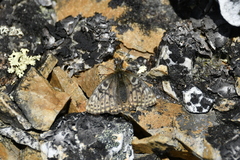 Boloria alberta