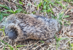 Sylvilagus floridanus