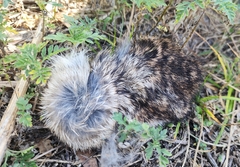 Sylvilagus floridanus