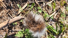 Sylvilagus floridanus