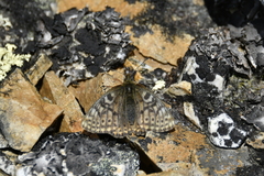 Boloria alberta